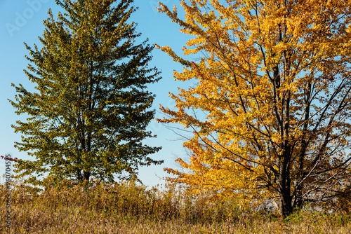 The green and golden color of the maples on the hillside contrast sharply against the blue sky in mid-October within the Pike Lake Unit, Kettle Moraine State Forest, Hartford, Wisconsin