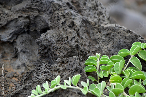 Green Vines With Volcanic Rock Maui Hawaii