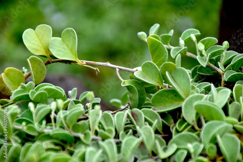 Green Vines With Volcanic Rock Maui Hawaii