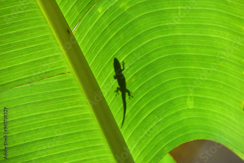 Lizard Shadow Silhouette on Leaf in Hawaii