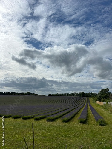 lavender field 