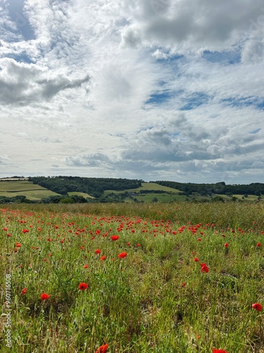 poppy flower field