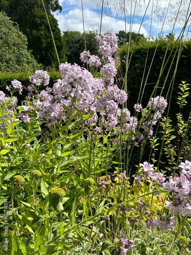 purple flower
