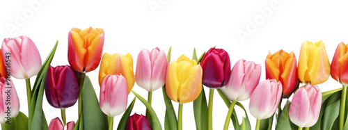 PNG Colorful tulips flower border on the white background