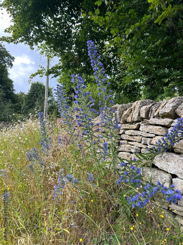 flower patch
