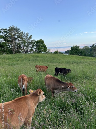 Farm scene 