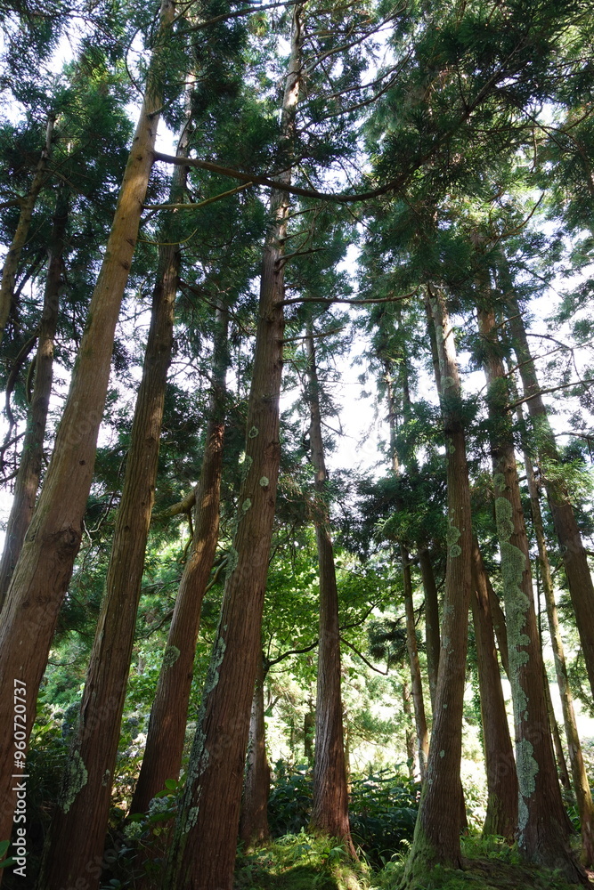 tall trees tall trees