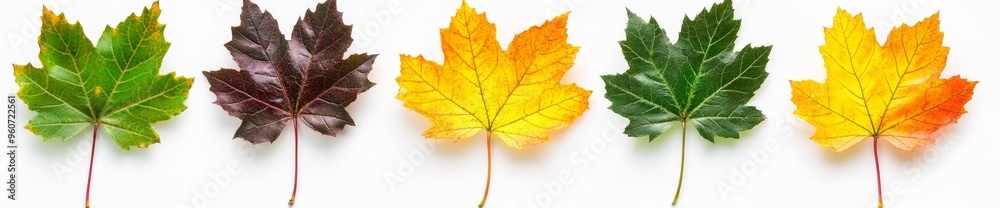Isolated autumn maple leaves collection.