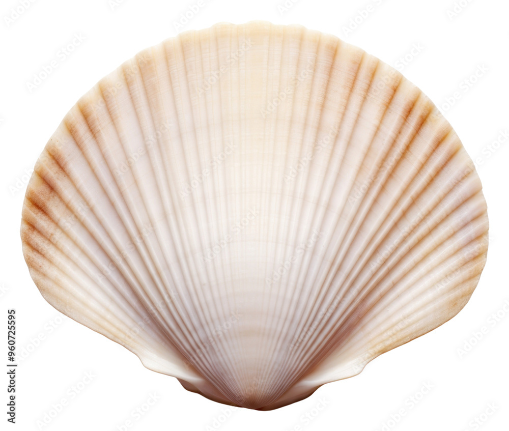 PNG Cockle shell on the white background PNG Cockle shell on the white background