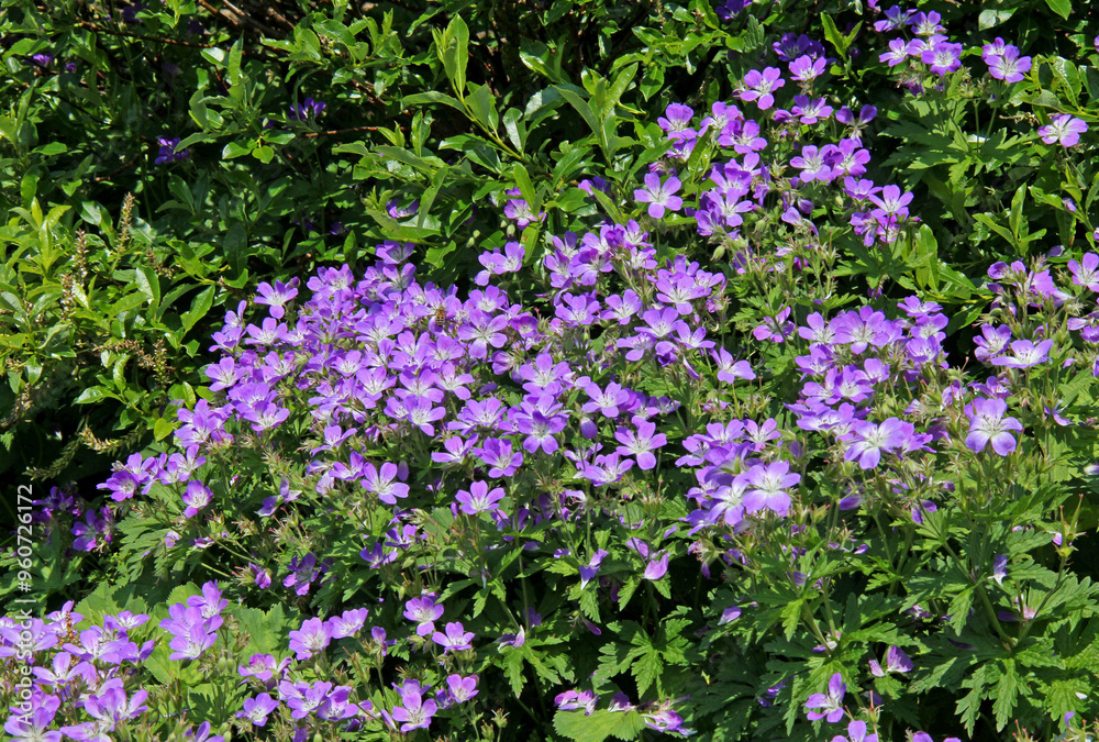 Obraz premium abbondante fioritura di geranio dei boschi (Geranium sylvaticum)