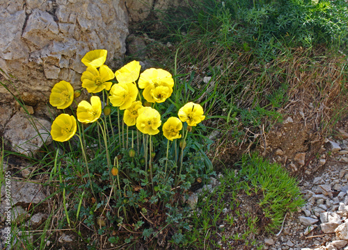 macchia luminosa di papaveri gialli (Papaver alpinum) photo