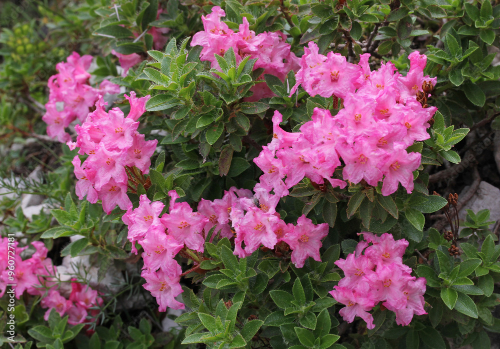 bella fioritura di rododendro (Rhododendron hirsutum) bella fioritura di rododendro (Rhododendron hirsutum)
