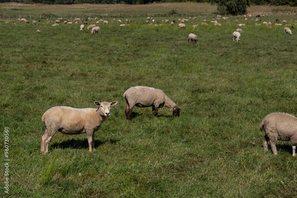A flock of sheep grazing in a pasture or meadow A flock of sheep grazing in a pasture or meadow
