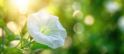 Close Up Of Bindweed Flower Bindweed Flower With Blurred Background Convolvulus Scammonia Japanese Bindweed Morning Glory Flower False Bindweed Honey Melon Flower With Selective Focus On Subject photo