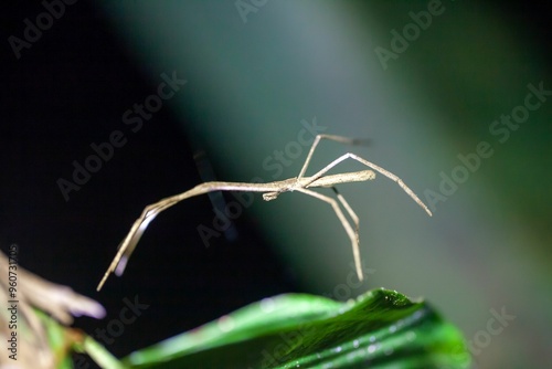 The net casting spider Deinopis longipes photo