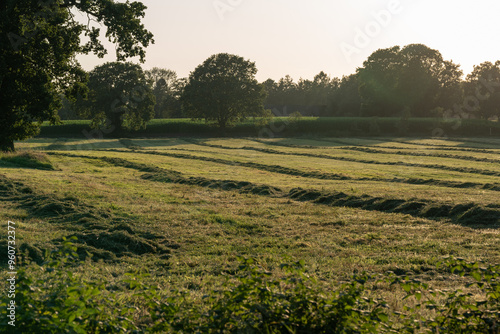 Grassland after being cut to harvest animal feed, the grass lying in windrows after tedding photo
