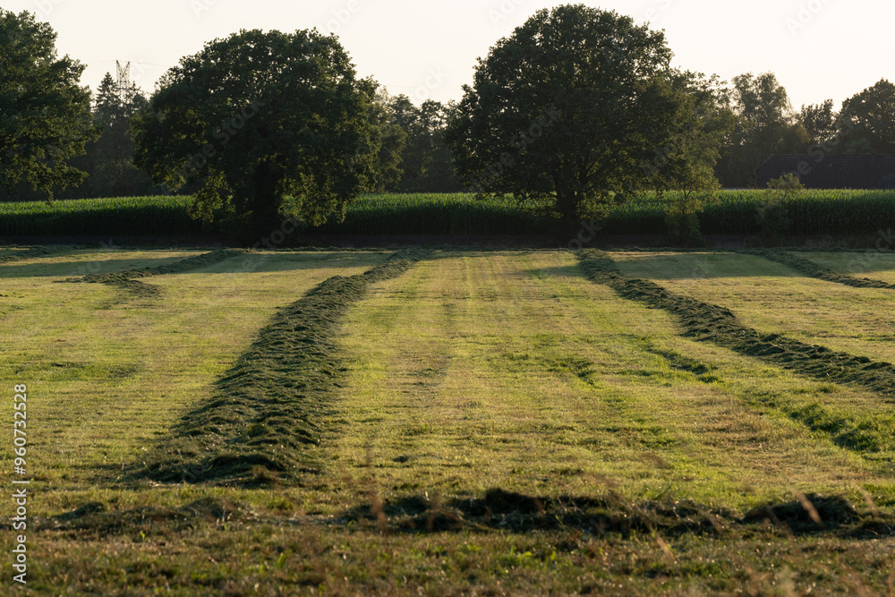 Grassland after being cut to harvest animal feed, the grass lying in windrows after tedding Grassland after being cut to harvest animal feed, the grass lying in windrows after tedding