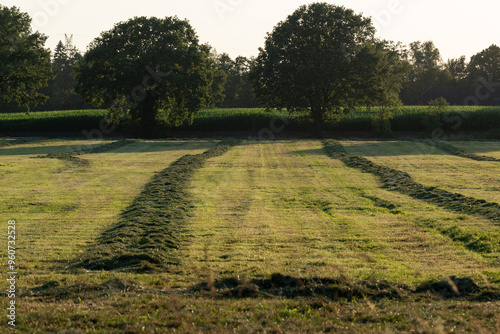 Grassland after being cut to harvest animal feed, the grass lying in windrows after tedding photo