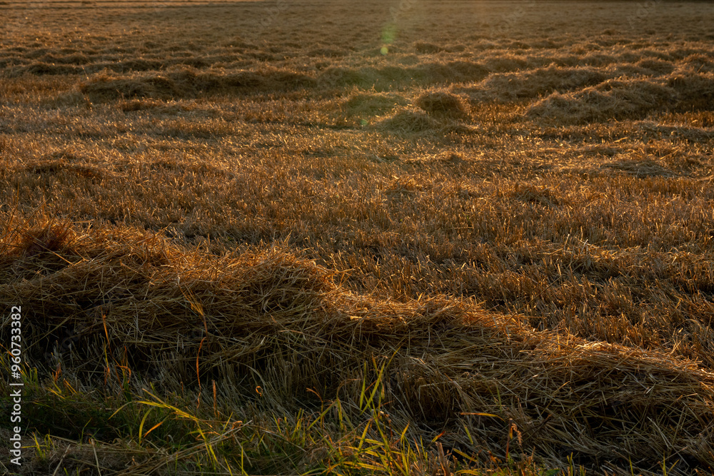Fototapeta premium A grain field after harvest, showing grain straw stubble in golden evening summer light