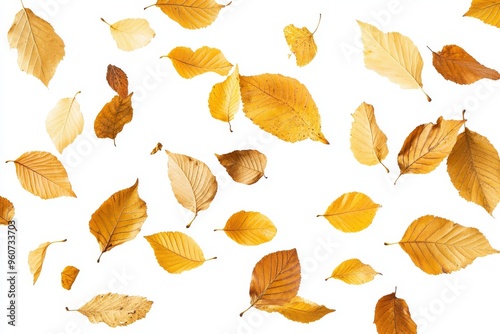 Autumn season. Fallen maple leaves with brown color. Transparent PNG.