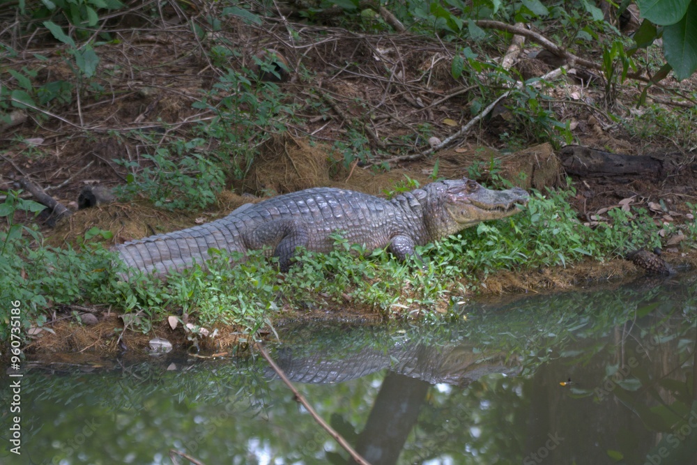 Fototapeta premium Caiman Costa Rica