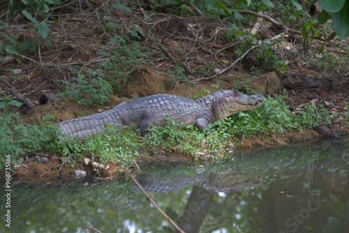 Caiman Costa Rica