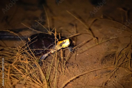 White-lipped mud turtle, Kinosternon leucostomum, in a pond photo