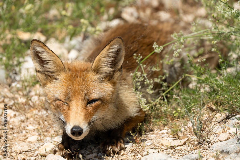 Fototapeta premium close-up of a wild Iberian Red Fox (Zorro, Vulpes Vulpes Silacea)