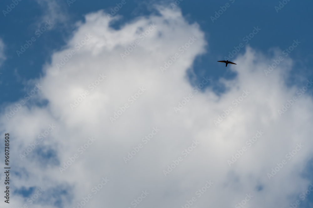 a barn swallow (Hirundo rustica) in flight under a clear light blue spring sky a barn swallow (Hirundo rustica) in flight under a clear light blue spring sky