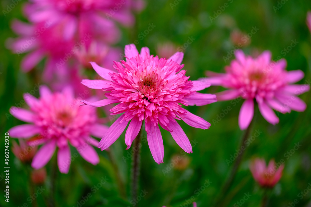 Obraz premium Pink flowers background