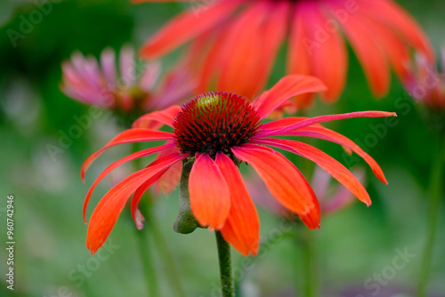 Red and green flower with dew bees
