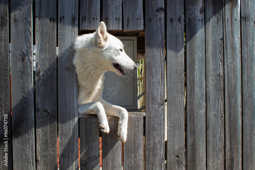 Majestic guardian. Large white dog at the wooden fence.