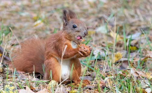 squirrel eating nut