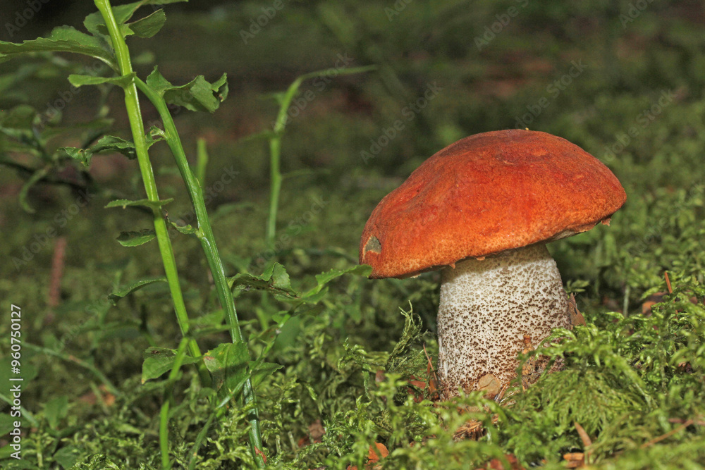 grazioso fungo (Leccinum sp.) nel muschio del sottobosco grazioso fungo (Leccinum sp.) nel muschio del sottobosco