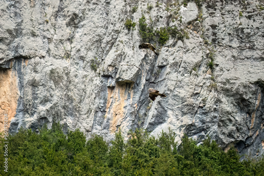 a pair of lammergeier bearded vultures (ossifrage, gypaetus barbatus) in duelling flight with rock mountain backdrop a pair of lammergeier bearded vultures (ossifrage, gypaetus barbatus) in duelling flight with rock mountain backdrop