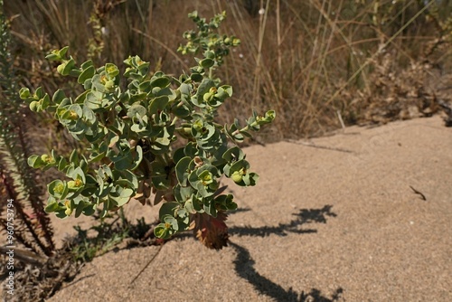 Several stalks of Sea Spurge plant, latin name Euphorbia Paralias, growing on sandy beach next to saline marshland, sunlit by summer daylight sunshine.  photo