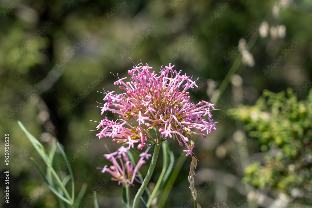 beautiful pink flowers of a wild Centranthus lecoqii jord beautiful pink flowers of a wild Centranthus lecoqii jord