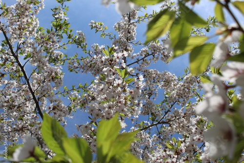 blossoming tree