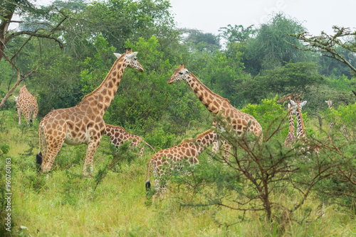 Canvas Print giraffe in the savannah
