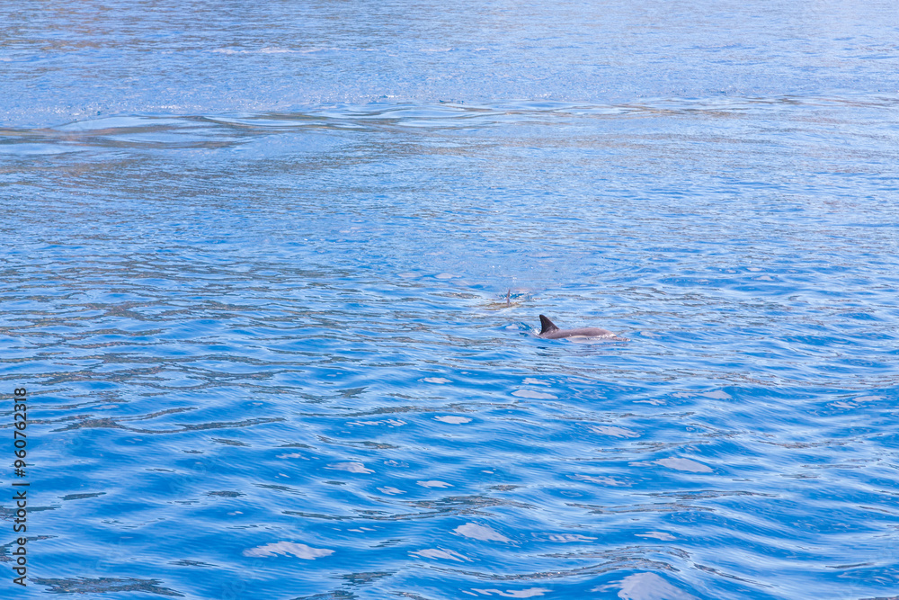 Naklejka premium Dolphins in the water by the coast of Corfu, Greece