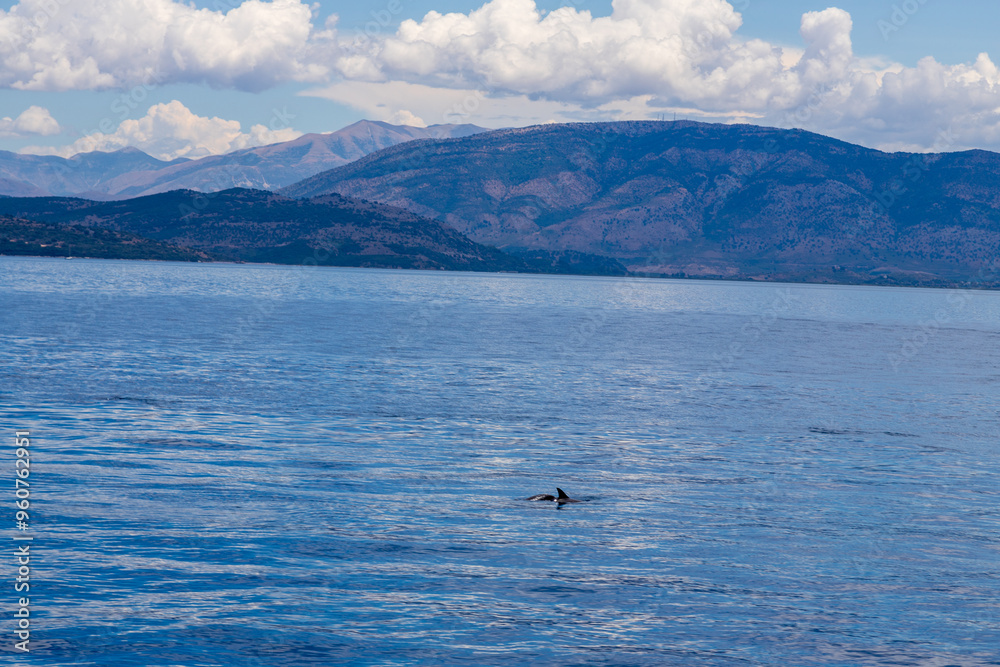 Dolphins in the water by the coast of Corfu, Greece Dolphins in the water by the coast of Corfu, Greece