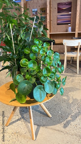 Pannenkoeken plant