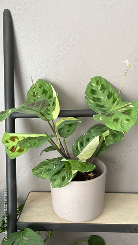 Calathea Varigata