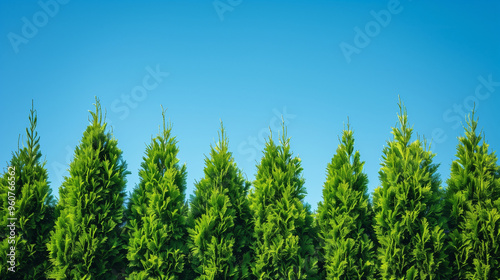 A perfectly aligned row of arborvitae trees stretching towards the horizon with a vivid blue sky in the background. Ideal for nature, landscaping, and gardening projects. photo