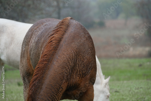 Wet sorrel horse hair in rain weather on Texas farm closeup. photo