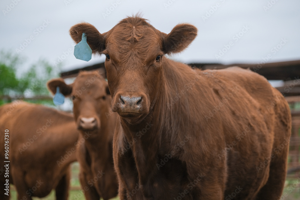 Red angus beef cows shows herd looking at camera for animal portrait from cattle field on farm. Red angus beef cows shows herd looking at camera for animal portrait from cattle field on farm.