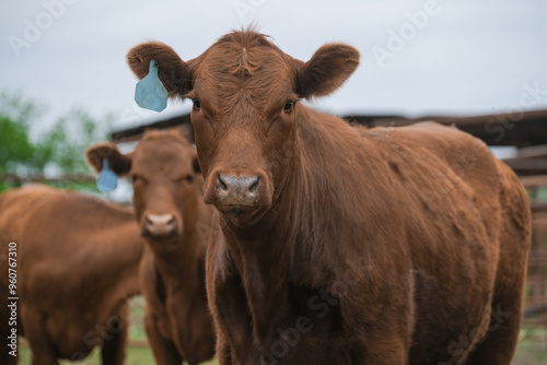 Red angus beef cows shows herd looking at camera for animal portrait from cattle field on farm.