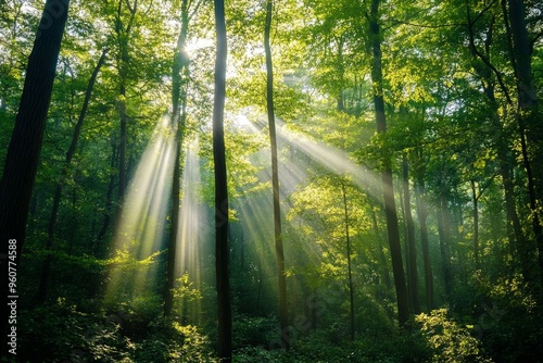 Sunlight streaming through lush green forest canopy