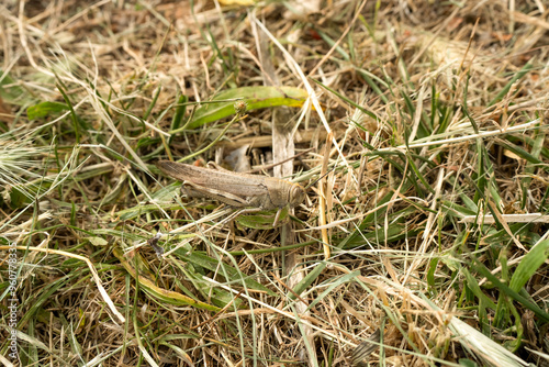 close-up of a large Egyptian grasshopper, Egyptian locust (Anacridium aegyptium) photo