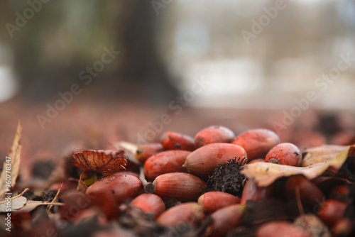 acorn, oak, autumn, fall, tree, forest, north african, africa, north, plant, closeup, foliage, leaf, leaves, nature, brown, nut, branch, background, seed, coffee, wood, natural, squirrel, season. photo